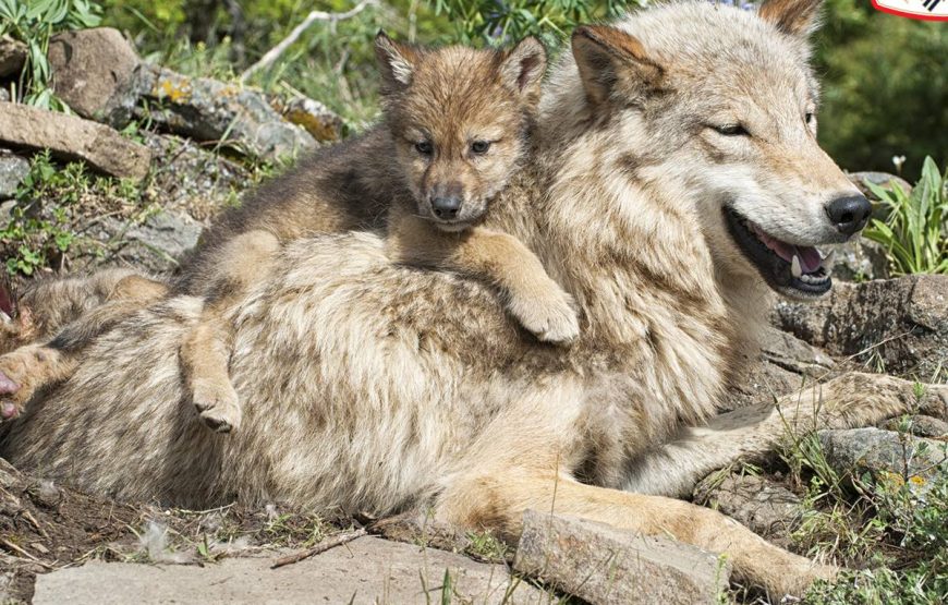 5 days Private winter tour from Tbilisi