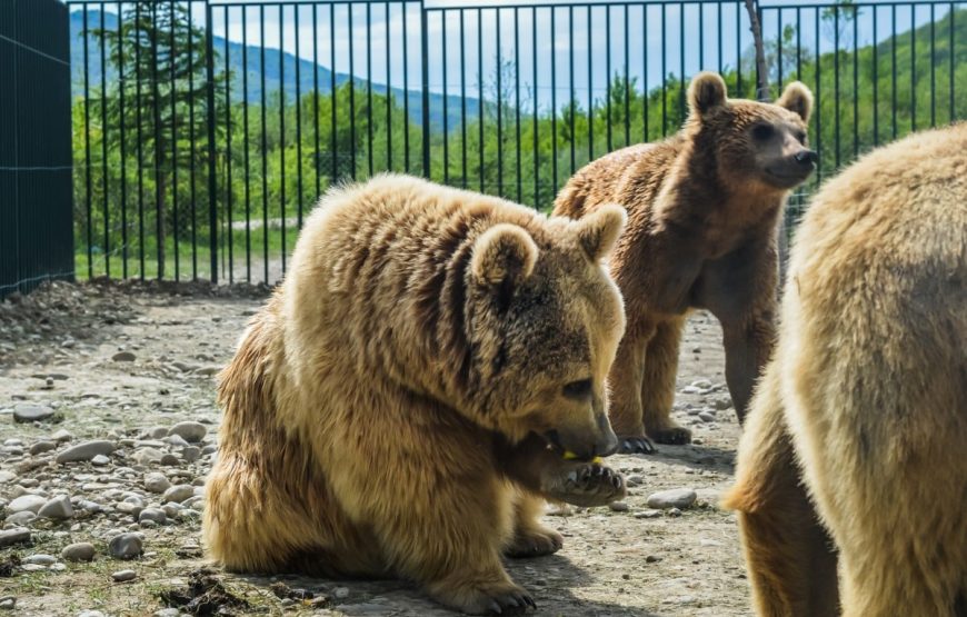 5 days Private winter tour from Tbilisi